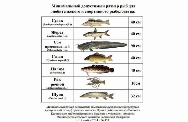 Какие изменения внесены в правила доставки рыбы домой?